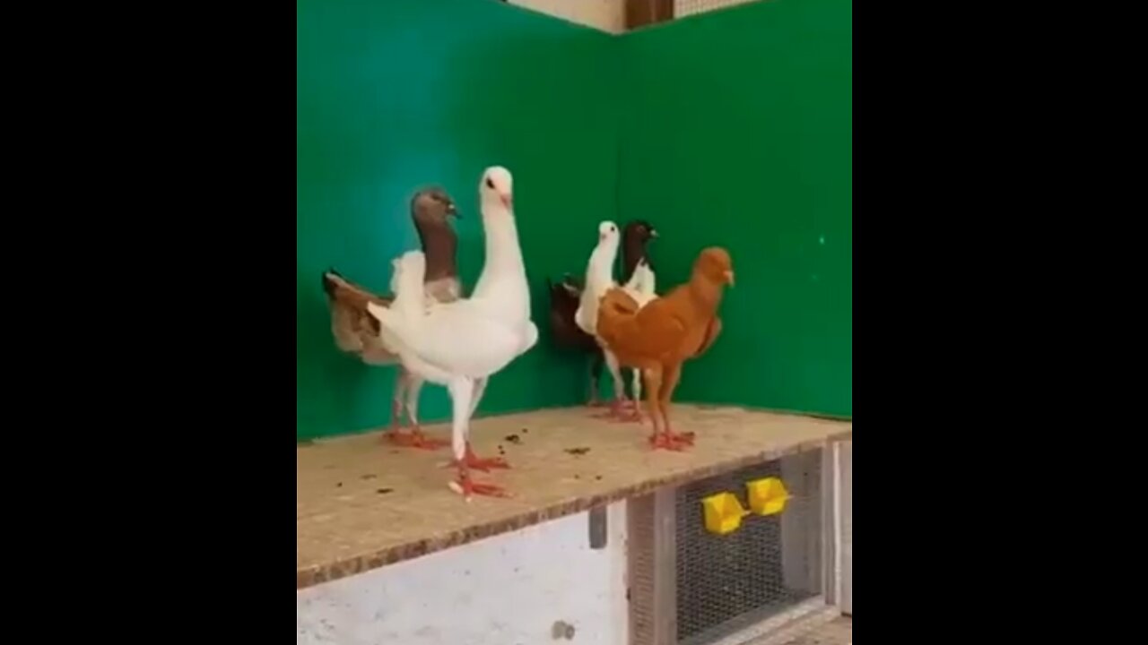 Pigeon