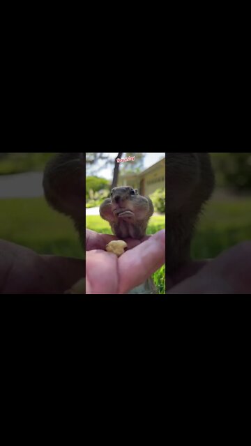 Squishy the Chipmunk Loves to eat! #shorts