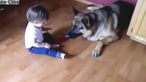 Video Funny Dogs with babies and kids.