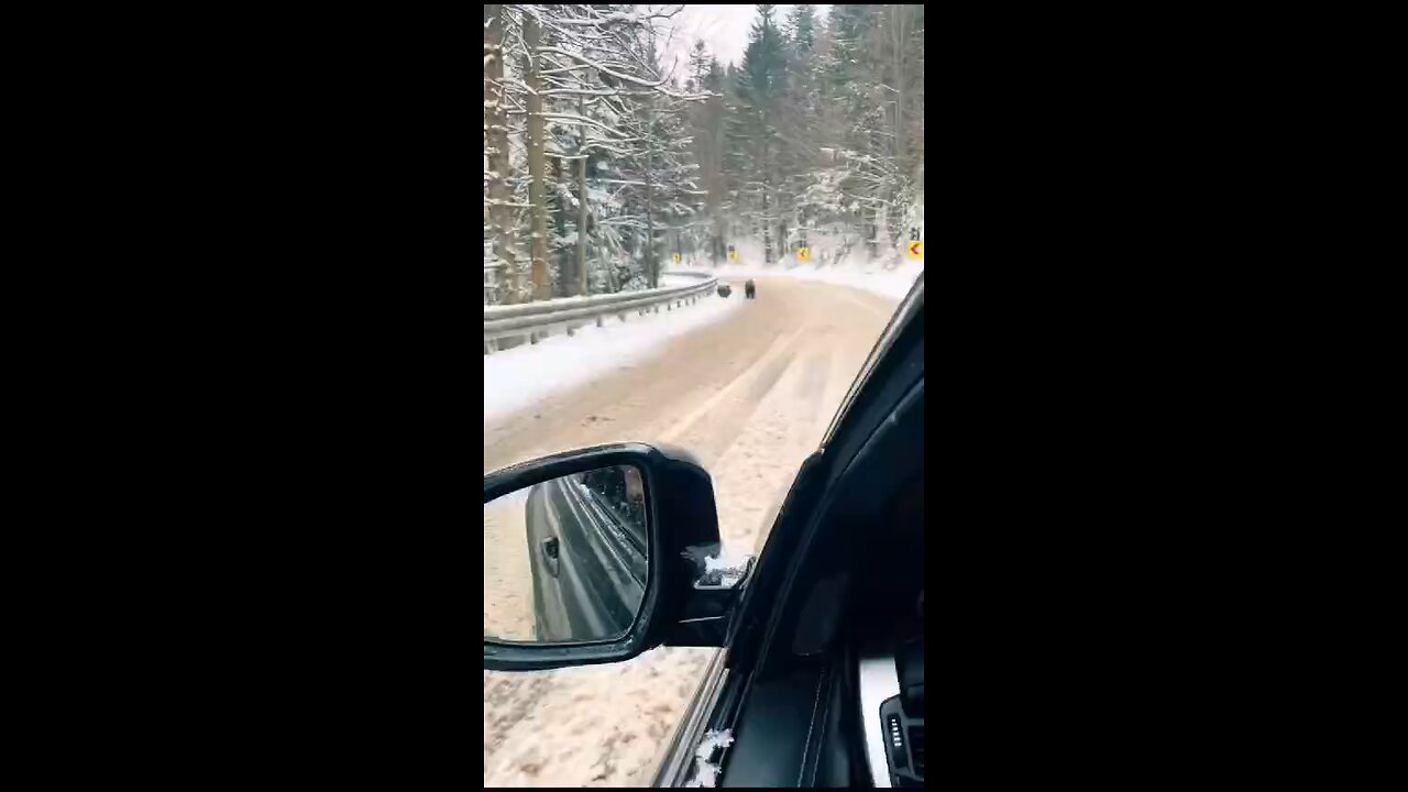 Brown Bear and snowfall