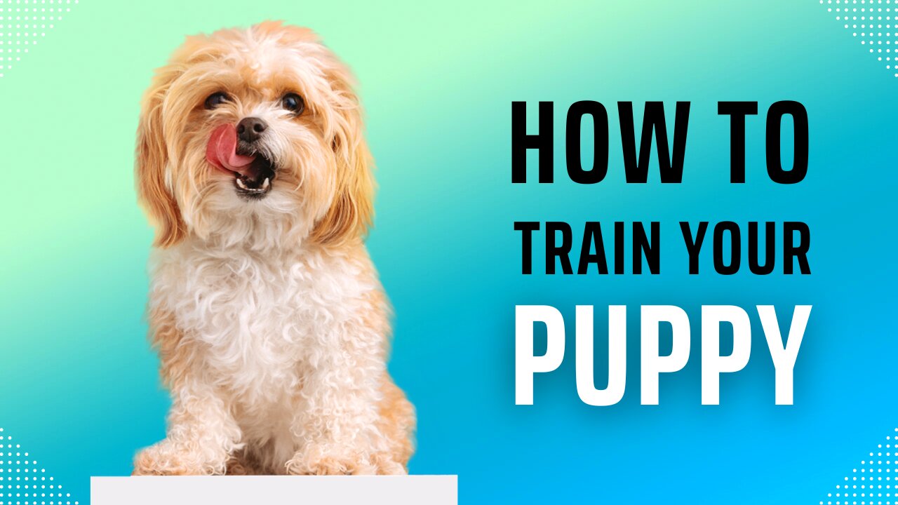 How to train your puppy