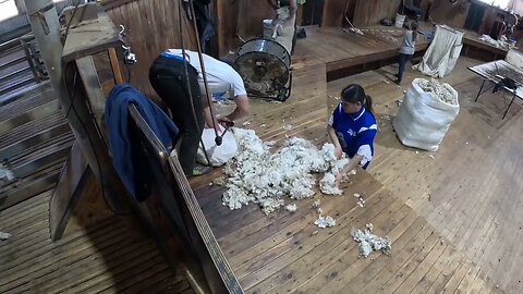 Shearing Run One Australia Cross Bred Lambs