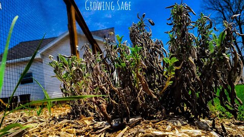 How Deer Resistant Sage Grows From The Old Plant In Spring