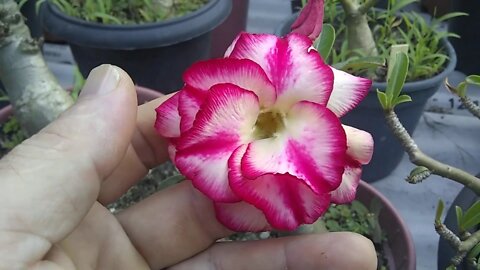 rosas do deserto negra,roxa, amarela e branca como estou catalogando as mudas de sementes