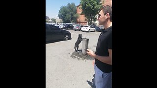 Dog Funny Videos