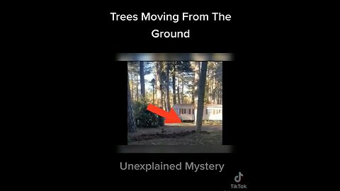 TREES MOVING FROM THE GROUND