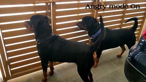 Rottweiler, Angry mode on || Mr.Nut & Mr.Bolt