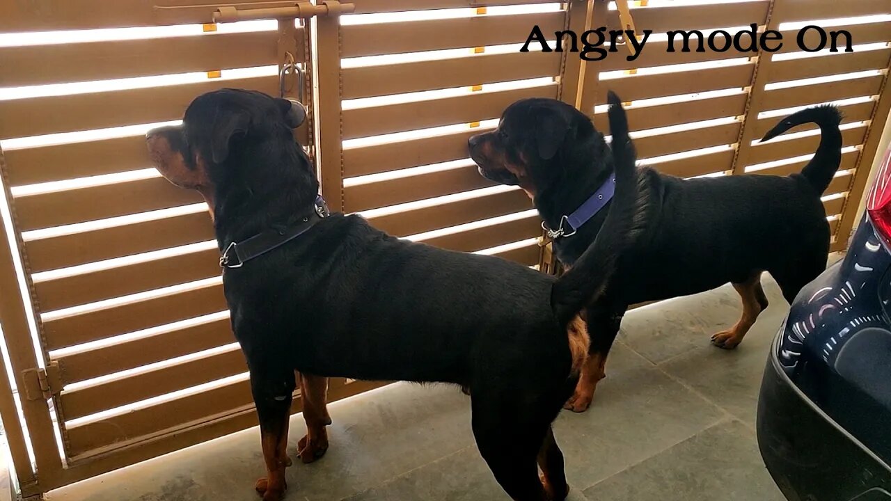 Rottweiler, Angry mode on || Mr.Nut & Mr.Bolt