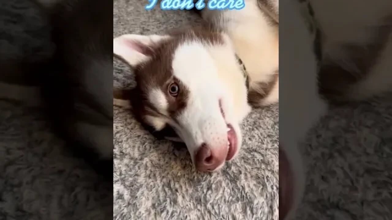 EVERY morning… #husky #puppy #siberianhusky #puppies #huskies