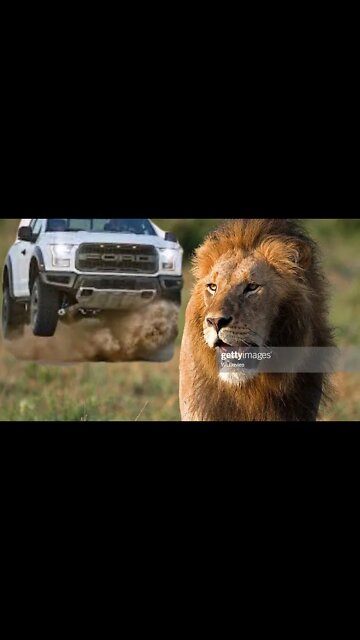 Lion attacks car and kills 2 men 2021 Full Video HD