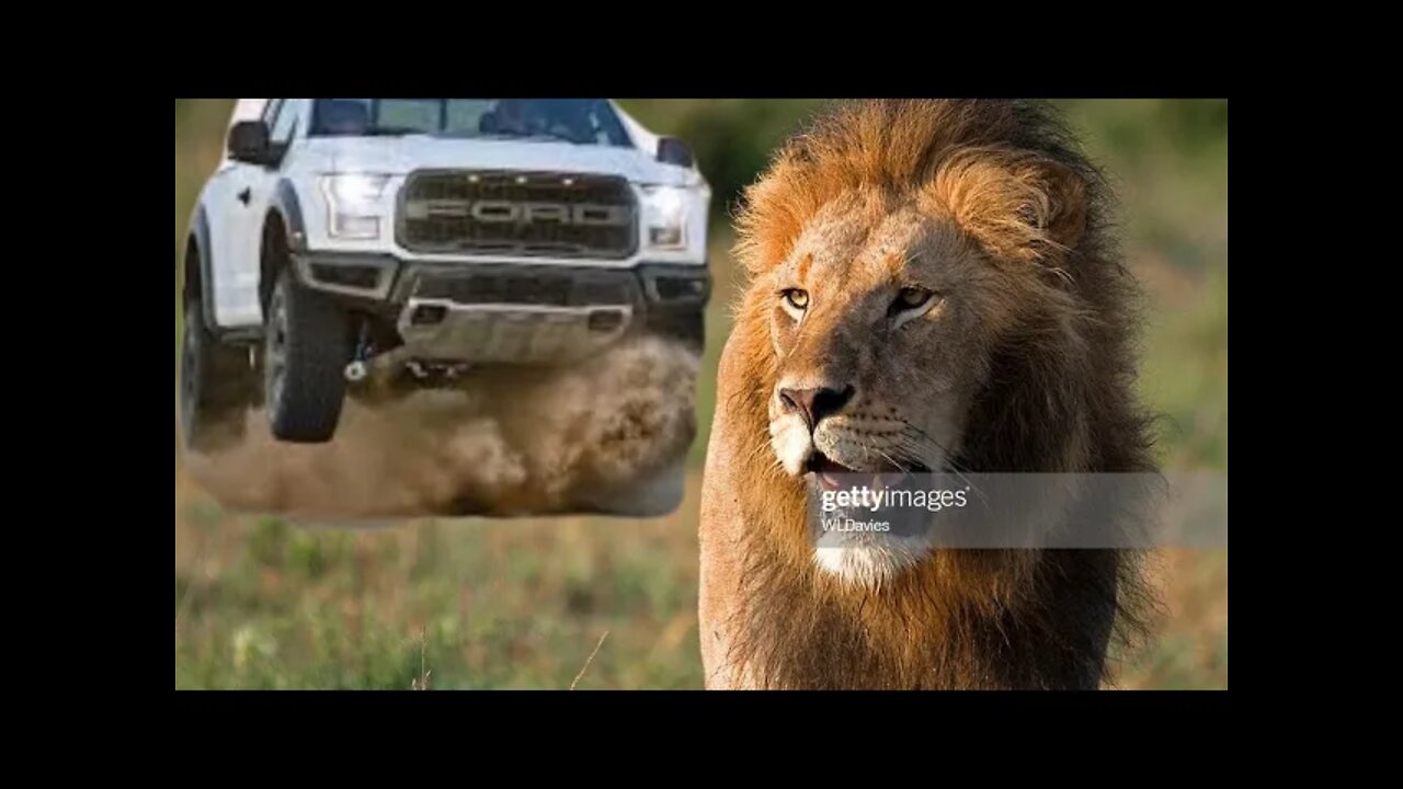 Lion attacks car and kills 2 men 2021 Full Video HD