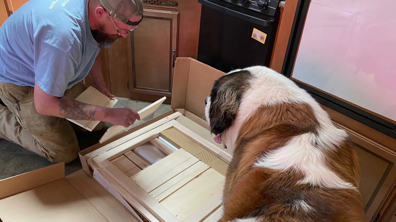 Helpful dogs