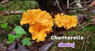 Idea cooking and eating Chanterelle