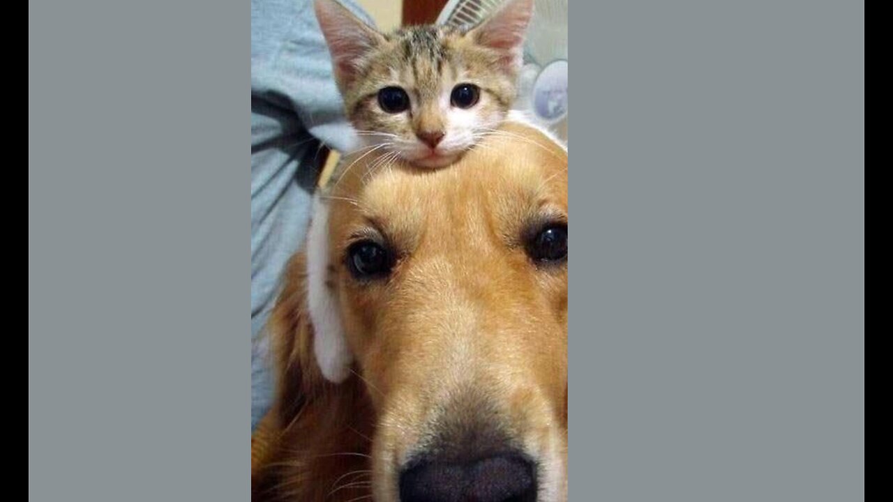 1 Hour of Funniest Animals 2023 - Funniest Cats and Dogs 😹🐶