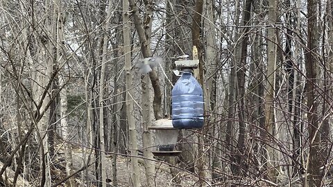 Chickadees James Gardens Toronto