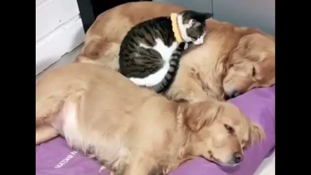 Dwarf best dog and cat 🐈 funny videos animals part 4