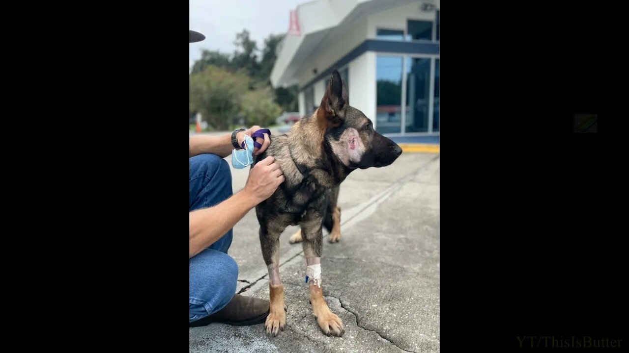 Two Volusia County K 9s Shot Following Pursuit of Carjacking Suspect