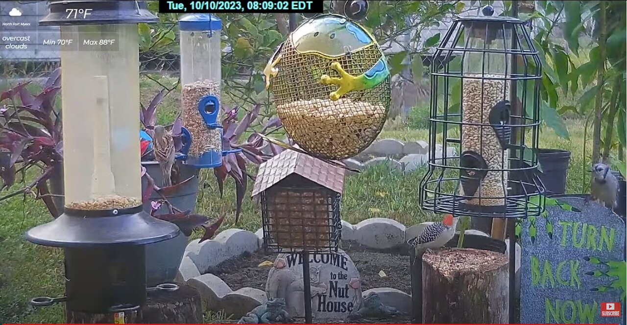 Florida Bird Feeder SWFL Live Camera HD