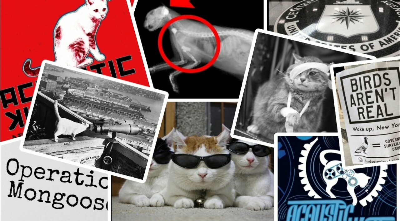 ACOUSTIC KITTY | Robotic Engineered Spy | Surveillance Drones | The C.I.A