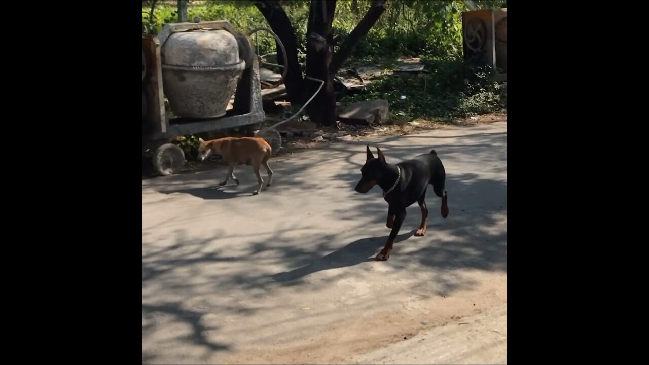 Ping An is intimidated by stray female