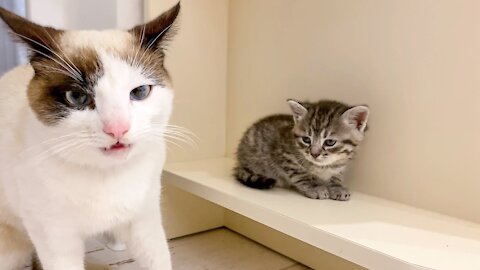 Introducing Cat to New Kitten for the First Time