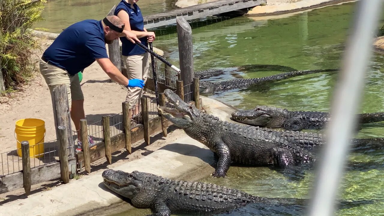 Found More Than Just Ammo At Bass Pro Shop, Like Alligators 😮