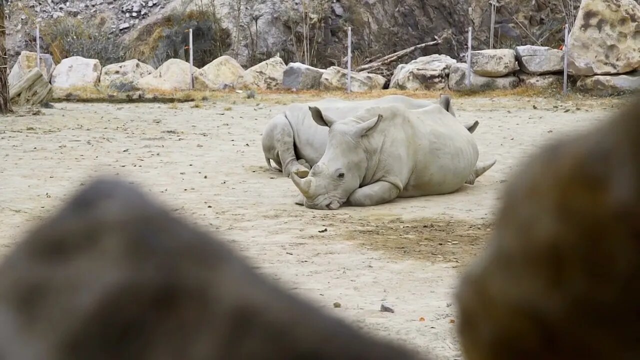 White rhinos lay in the dust and have a rest, animals in the zoo, rhinos in the tropical park, exot