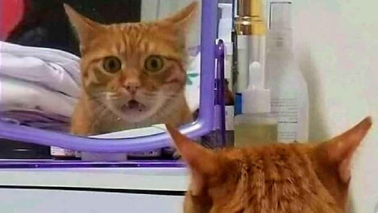 Funniest Animals Videos