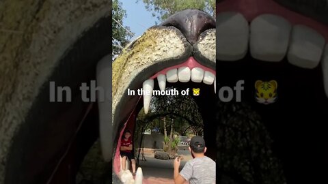 #short #subscribe #tiger