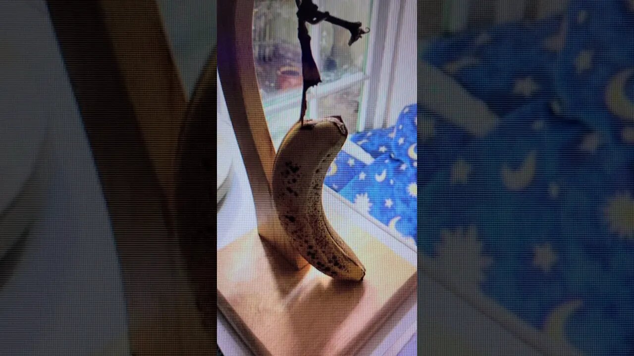 Bananacide #shorts #joke #jokeoftheday #jokeoftheweek #lol #funny #humor #fun #motivation