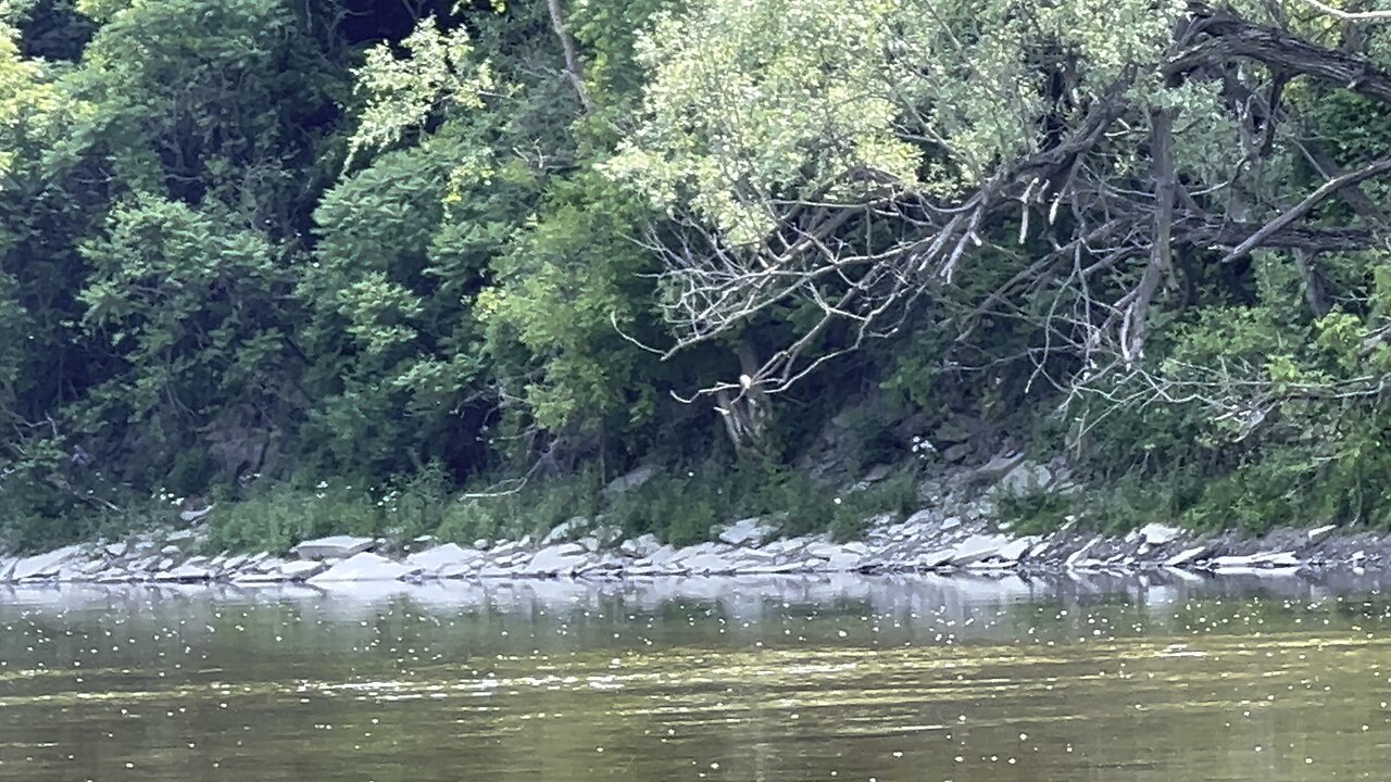 Kingfisher on a branch