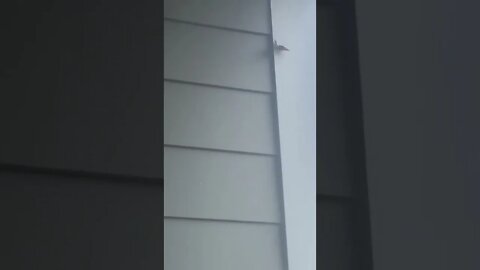 Butterfly on the porch// Atlanta, Georgia, USA// May 5, 2022