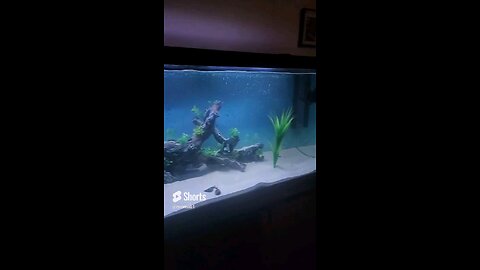 Lightning effects in my aquarium!