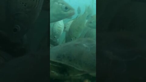 Crabbing Underwater footage