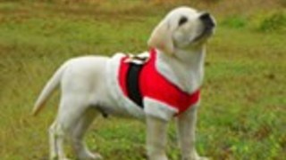 Labrador puppy loves Christmas, wears Santa costume