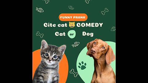 Comedy funny 🤣🤣.cat and dog