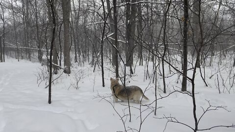 Dog Playing in the Snow