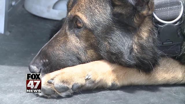 Canine team rescues lost kids in woods