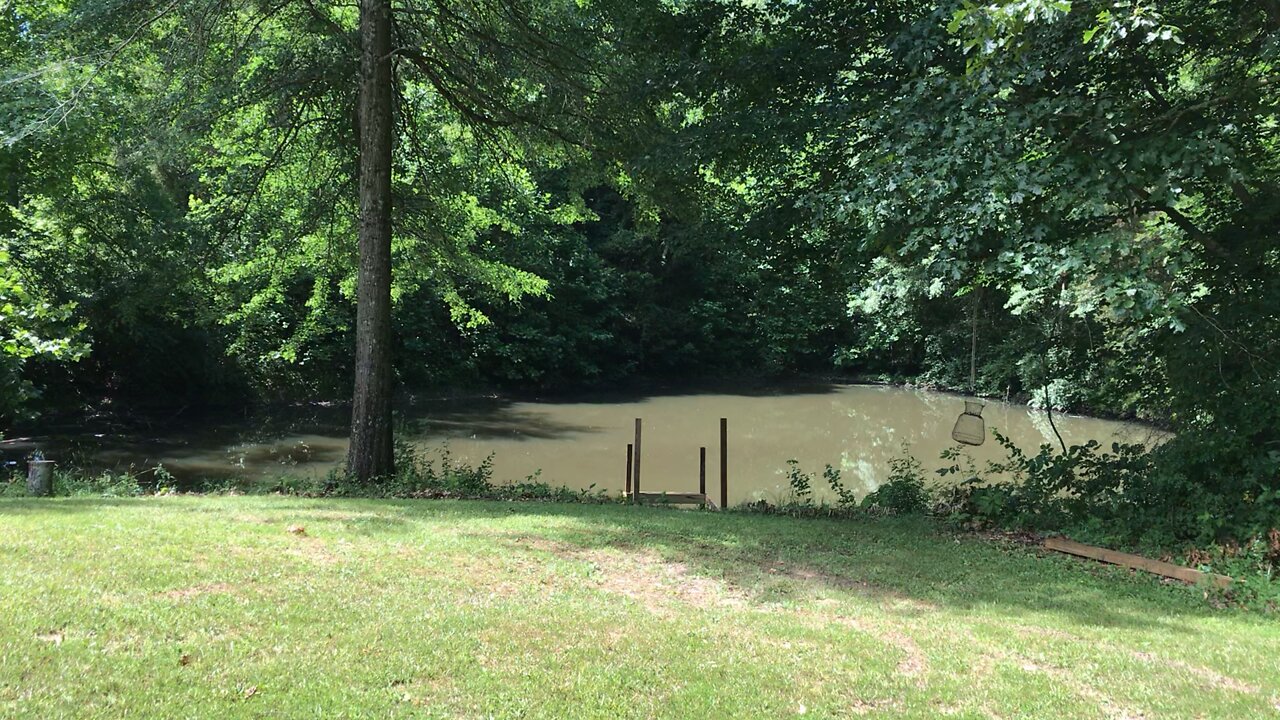 Wild Cherries and Grapes