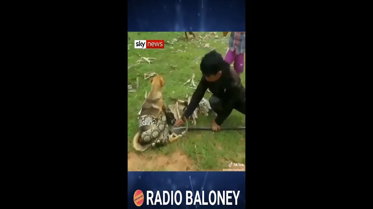 Awesome Kids Save Dog From Snake #shorts