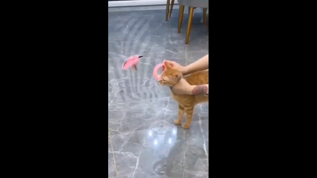 funny cat videos
