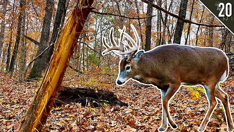 BOW HUNTING RUT FUNNELS! (Missouri and Iowa Public Land)