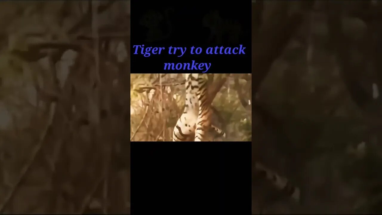 Tiger try to attack monkey 2022 🐵#shorts #youtubeshorts