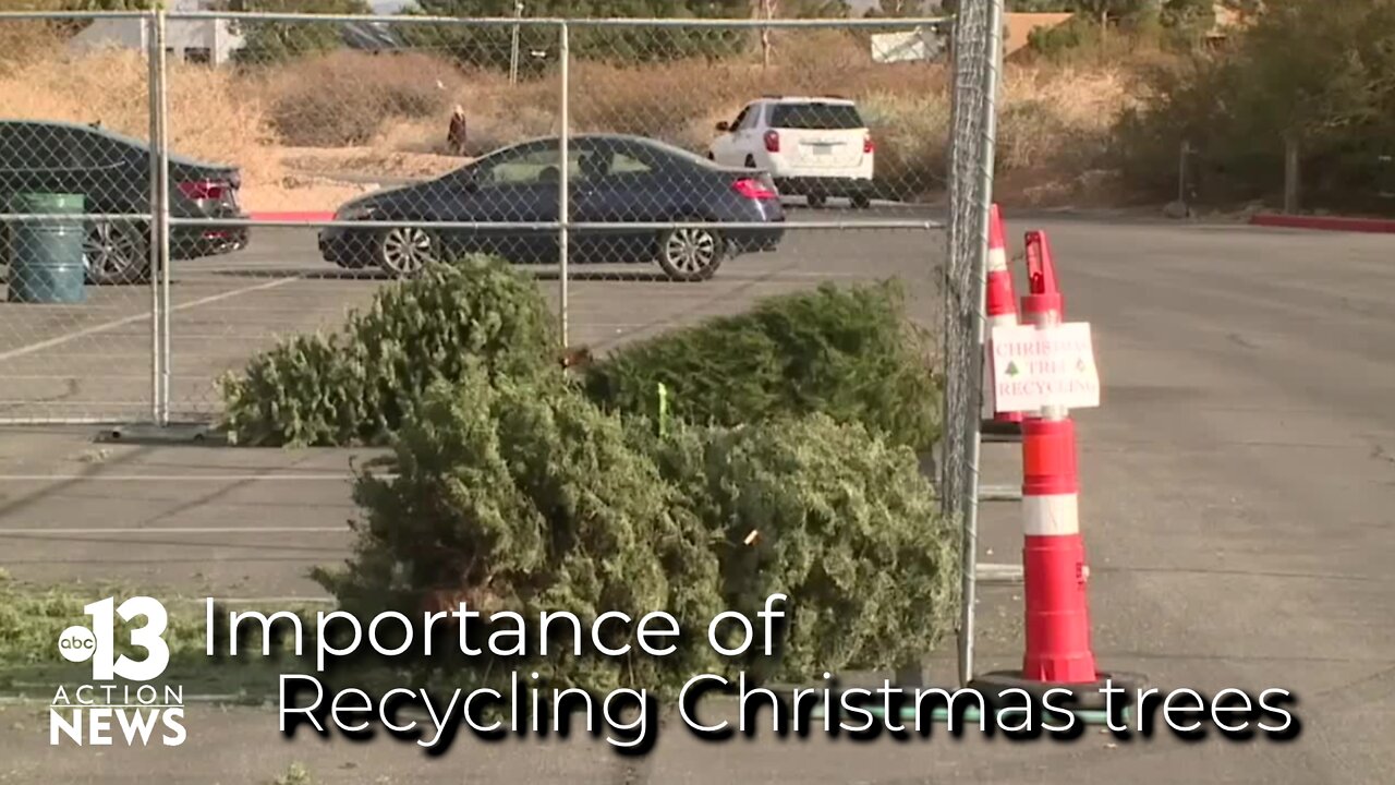 The importance of recycling your Christmas tree