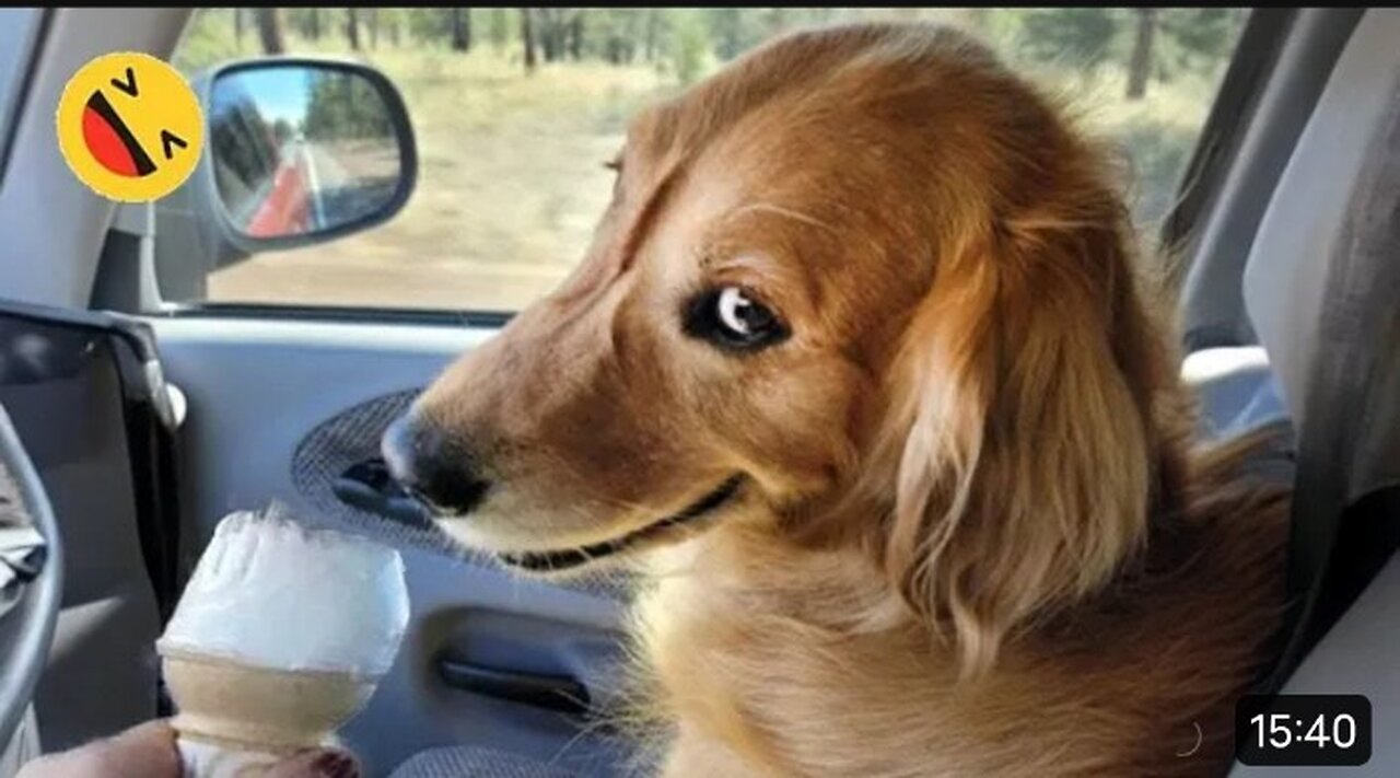 #Animal funny videos😂🦥