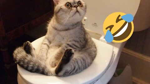 Funny Animal 2022- Funniest Cats And Dogs Videos