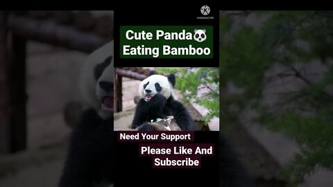 Cute Panda | Panda eating | Animals | Wild animal | #viral #shorts #panda #animals #wildlife #video