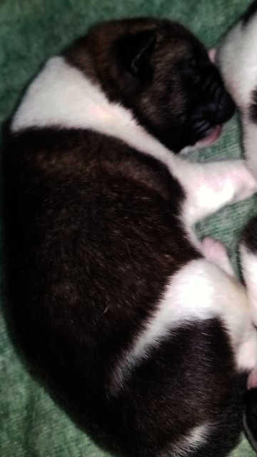 One-week-old Akita pup has a bad dream