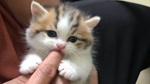 So many cute kittens videos compilation