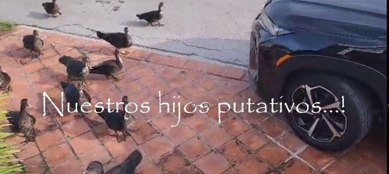 2023 M06 25 Nuestros hijos putativos de la Calle 16 - Los patos